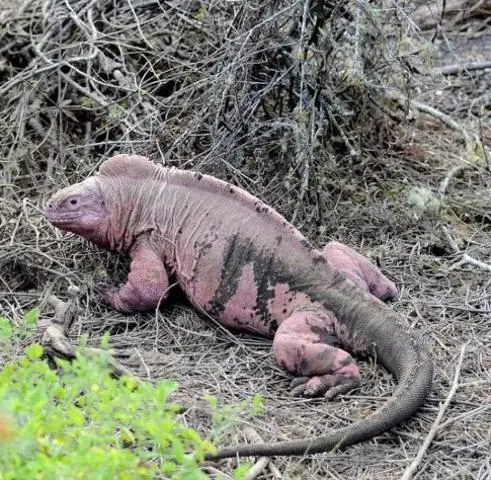 Идентифицирован новый вид карманной акулы