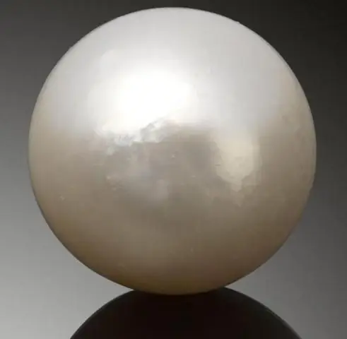 Космические жемчужины: ископаемые моллюски во Флориде содержат следы древнего метеорита