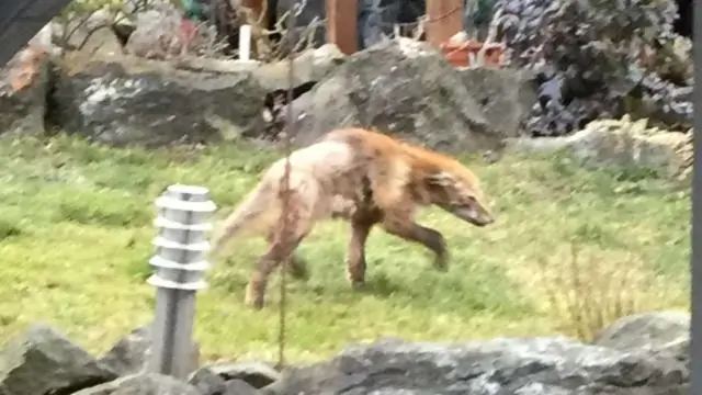 Первый биолюминесцентный жук-щелкун, обнаруженный в Азии, представляет новое подсемейство