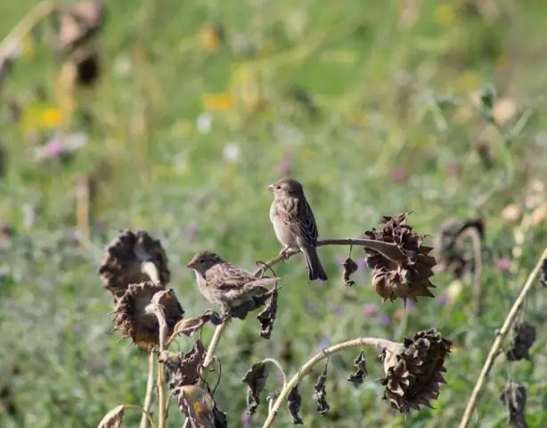 Климат меняется быстрее, чем животные адаптируются