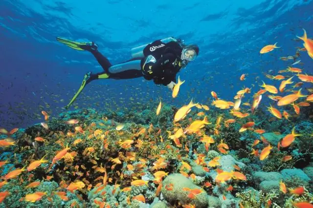 Как восстановить коралловый риф: новые рекомендации по адаптации кораллов к меняющейся среде