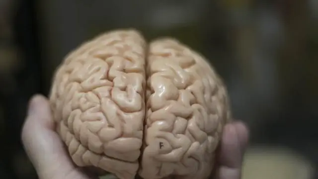 Нейробиология: Суши для синапсов