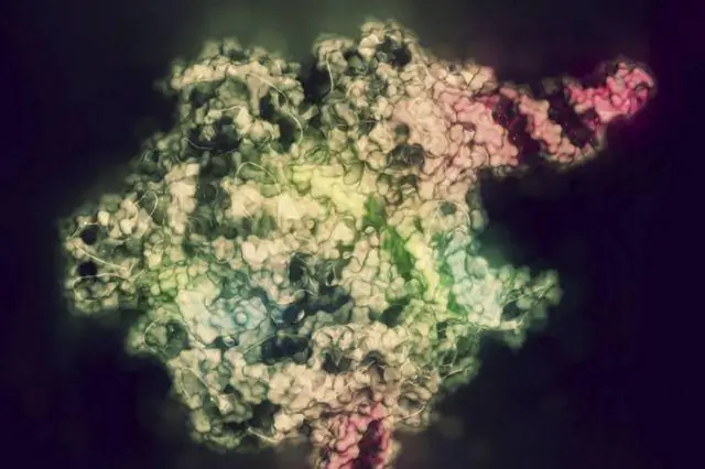 Революционный метод мог бы значительно приблизить нас к описанию гиперразнообразных фаун