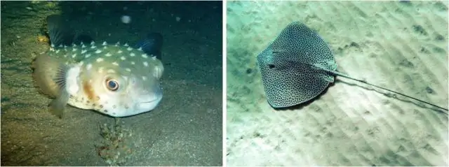 Как у рыбы-фугу появились дурацкие шипы