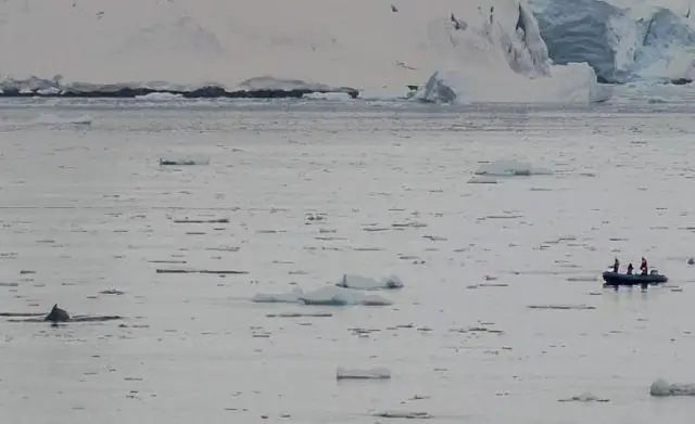 Нелетальные последствия проглатывания пластика морскими птицами