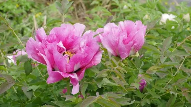 Владельцы лесов Западного побережья будут меньше сажать пихту Дугласа в условиях потепления климата, показывает модель