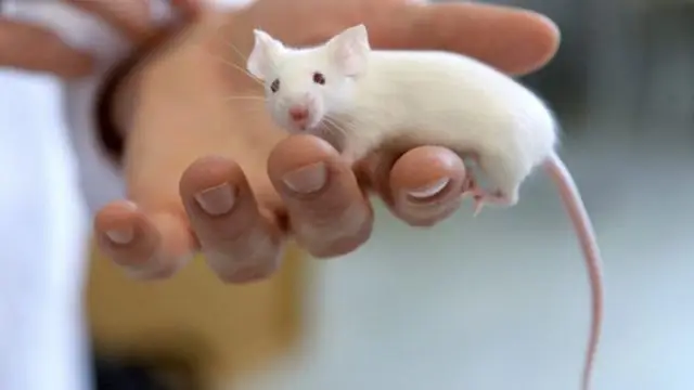 Основной класс вирусов имеет сложное происхождение