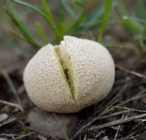 Биоразнообразие самое высокое на землях, находящихся под управлением коренных народов