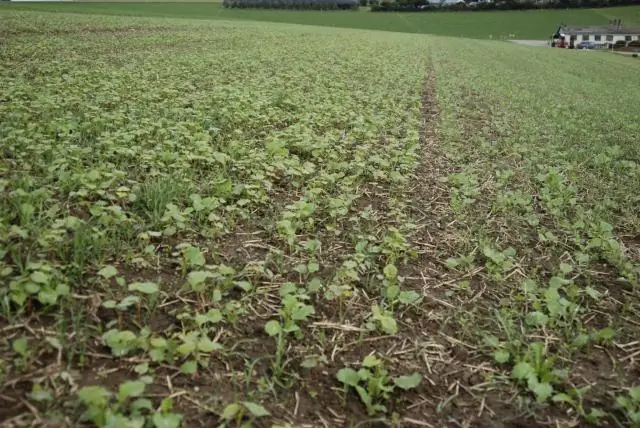 Опровержение истины о консервирующей обработке почвы