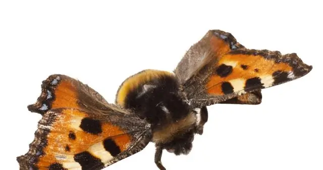 Прожорливый кембрийский хищник Cambroraster – новый вид из сланцев Берджесс