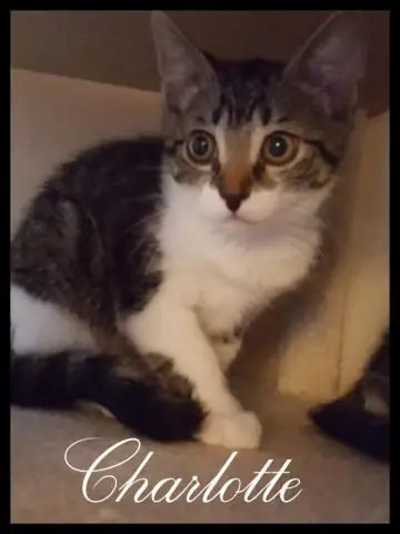 Управление метаболизмом для выживания акул и скатов