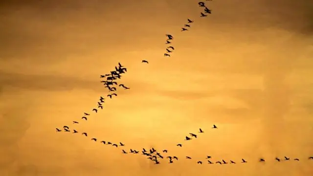 Виды адаптируются недостаточно быстро, чтобы справиться с изменением климата