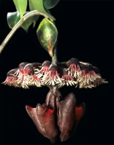 Летучие мыши используют листья как зеркала, чтобы найти добычу в темноте: угол подхода является ключевым