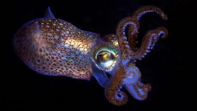 Ученые предлагают экологически безопасные методы борьбы с вредными болезнями томатов