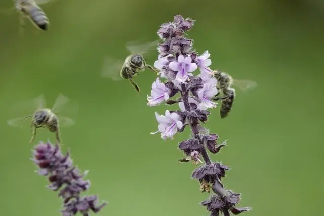 Пестициды наносят один-два удара медоносным пчелам: адъюванты не так безобидны, как считалось ранее