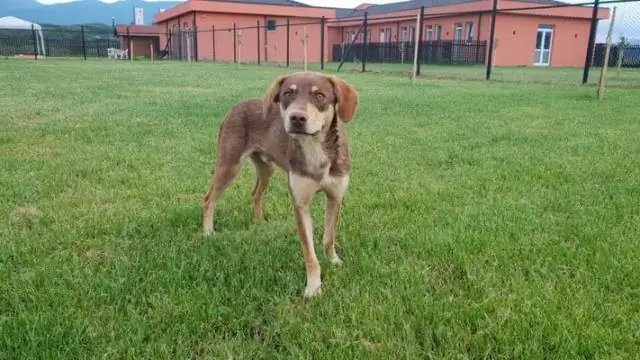 Обнаружено недостающее звено в фотосинтезе водорослей, что дает возможность повысить урожайность сельскохозяйственных культур