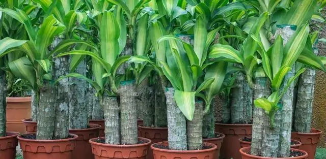 Способность комнатных растений переживать засуху может дать полезные знания в эпоху изменения климата