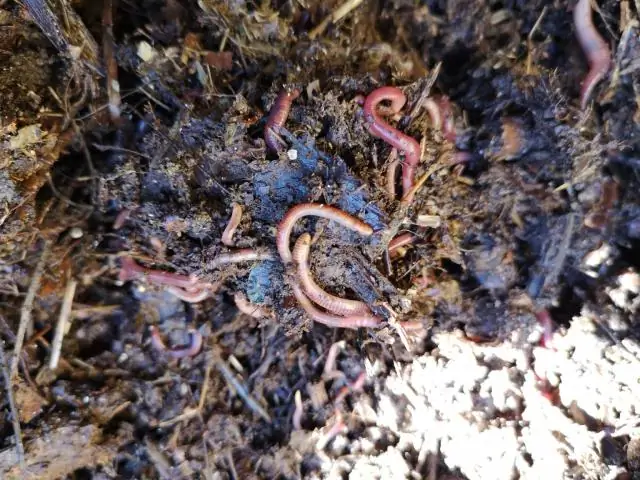 Покровные культуры, компост и углерод