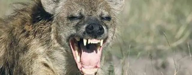 Человеческая деятельность, вероятно, влияет на социальные сети жирафа