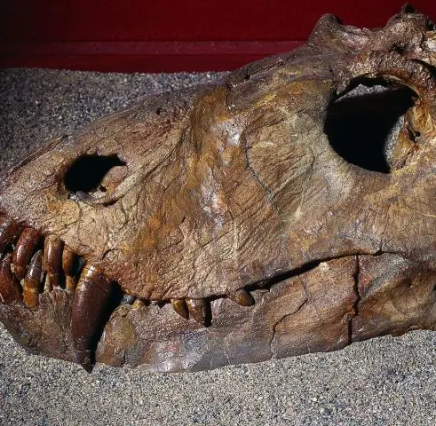 Пермское ящерицеподобное животное страдало от состояния костей, похожего на болезнь Педжета: восприимчивость к этому типу болезни может восходить к ранней перми