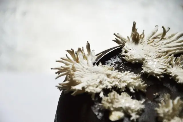 Грибы, живущие в корнях рогоза, могут улучшить наше представление о древних экосистемах