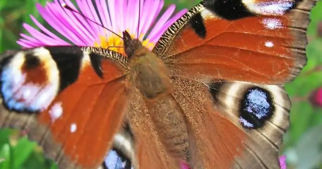 Несмотря на защиту среды обитания, численность сов, находящихся под угрозой исчезновения, сокращается в национальном парке Маунт-Рейнир