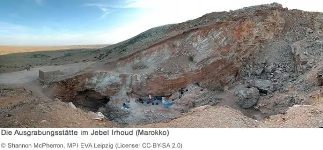 Исследователи обнаружили древнейший ископаемый лес в Азии