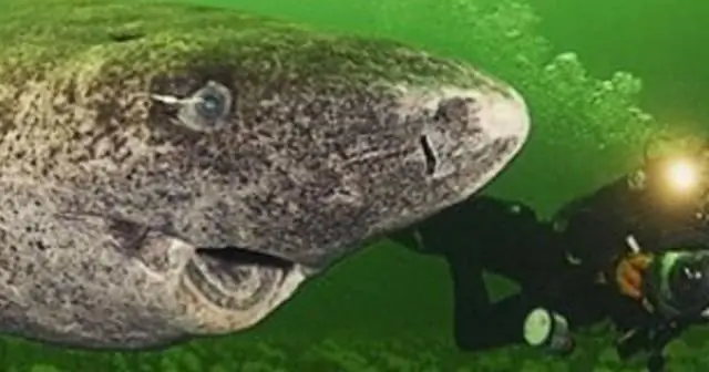 Эти акулы используют уникальные молекулы, чтобы светиться зеленым