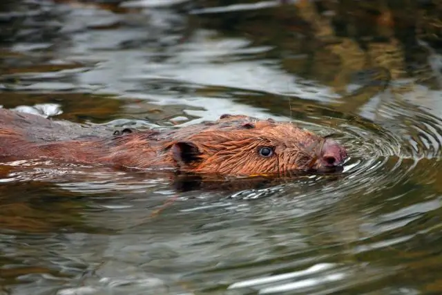 88-процентное снижение численности крупных пресноводных животных