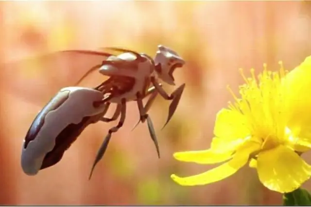 Где пчелы? Отслеживание того, какие цветы они опыляют