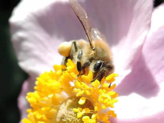 Прыгающие личинки! Как они это делают без ног? Ярко-оранжевая личинка летает по воздуху, а не ползет