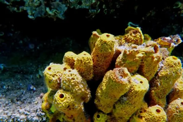 Факторы свертывания крови могут помочь в борьбе с мультирезистентными супербактериями