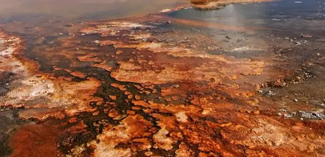 Первые клетки могли появиться из-за того, что строительные блоки белков стабилизировали мембраны