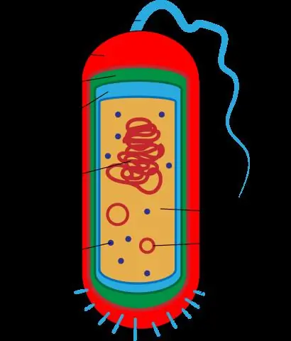 Клеточная биология: компартменты и сложность