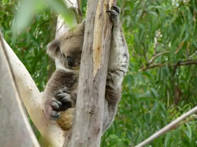 Подсказки Пу: лосиный помет указывает на здоровье экосистемы острова Рояль