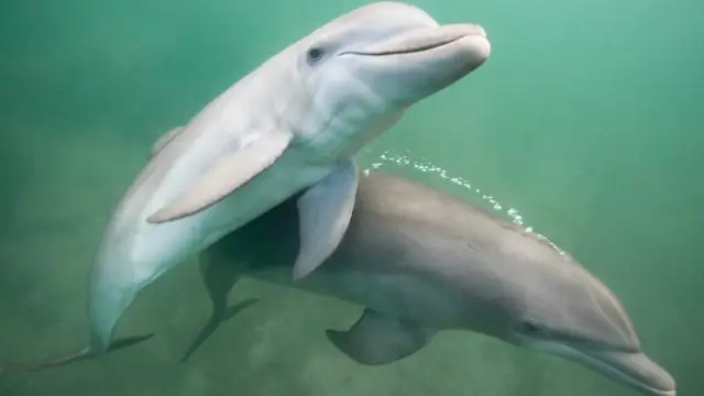 Исследователи изучают предков белков, чтобы понять их роль в росте