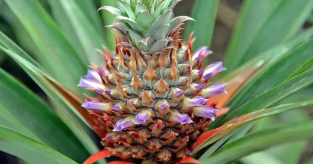 Новые виды водяных жуков демонстрируют еще не обнаруженное биоразнообразие в опасных местах обитания в Южной Америке