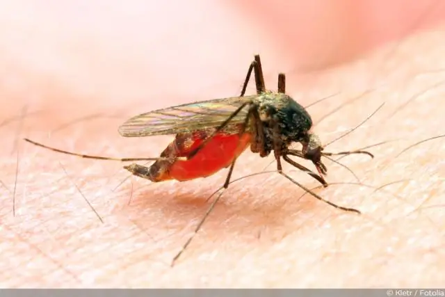 Неместные инвазивные насекомые и болезни уменьшают запасы углерода в лесах США