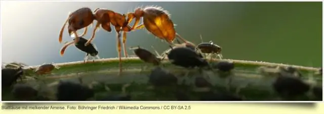 Липкие белки помогают растениям понять, когда и где им расти: новое исследование раскрывает механизм, который удерживает гормон ауксин на своем месте