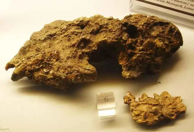 Ранние виды развивались намного быстрее, чем считалось ранее: важный обзор Великого ордовикского события биоразнообразия