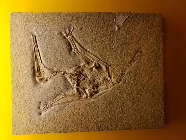 Древние фекалии показывают, как «болотная диета» заразила жителей болот бронзового века паразитами