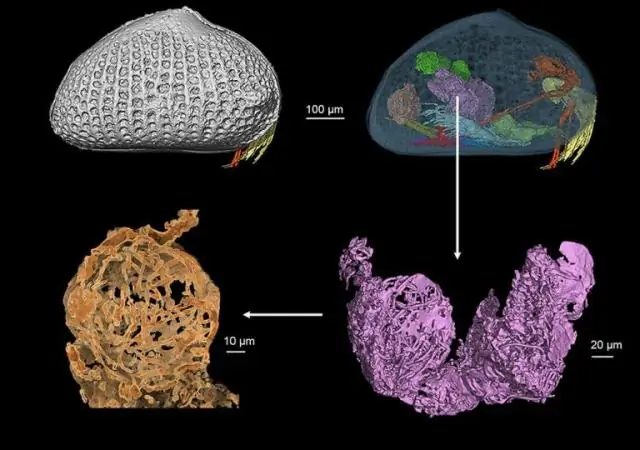 Из крошечных семенников мух новое понимание того, как возникают гены