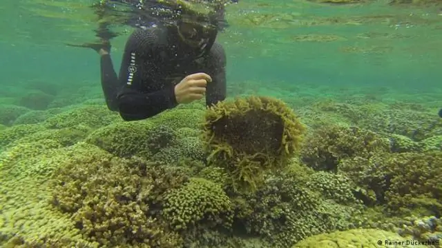 Бумажный фильтр из местных водорослей может спасти миллионы жизней в Бангладеш