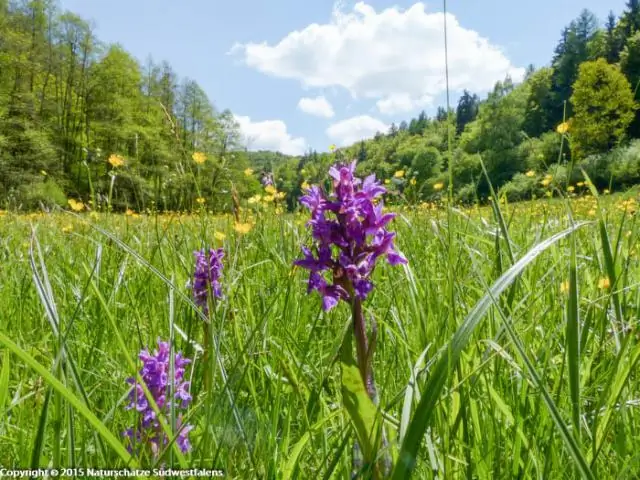 Почему для подземных магматических очагов существует «золотая середина» глубины