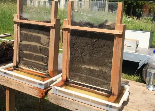 Растения могут сократить выбросы двуокиси углерода за шесть лет, если мы их защитим