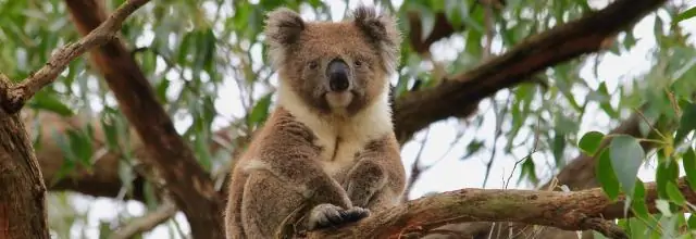 Фекальные трансплантаты помогают спасти коал