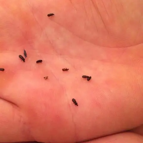 Крошечные слуховые косточки помогают археологам собрать воедино прошлое