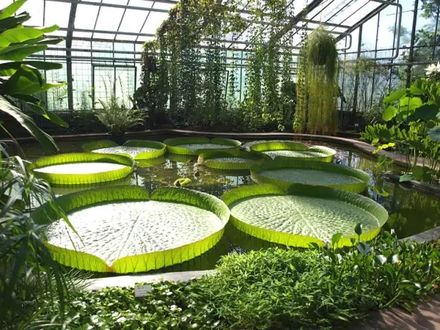 Механизм, контролирующий цветение пекинской капусты