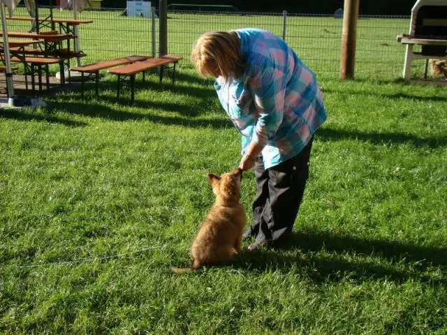 Тише, детка, собака скулит