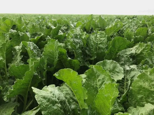 Переход к более интенсивным дождям угрожает исторической итальянской винодельне